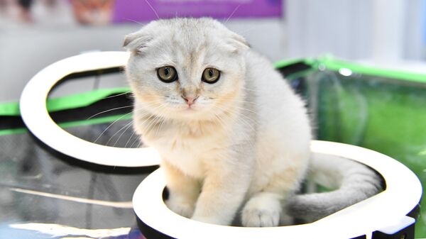 Кошка породы скоттиш-фолд (шотландская вислоухая) - Sputnik Беларусь