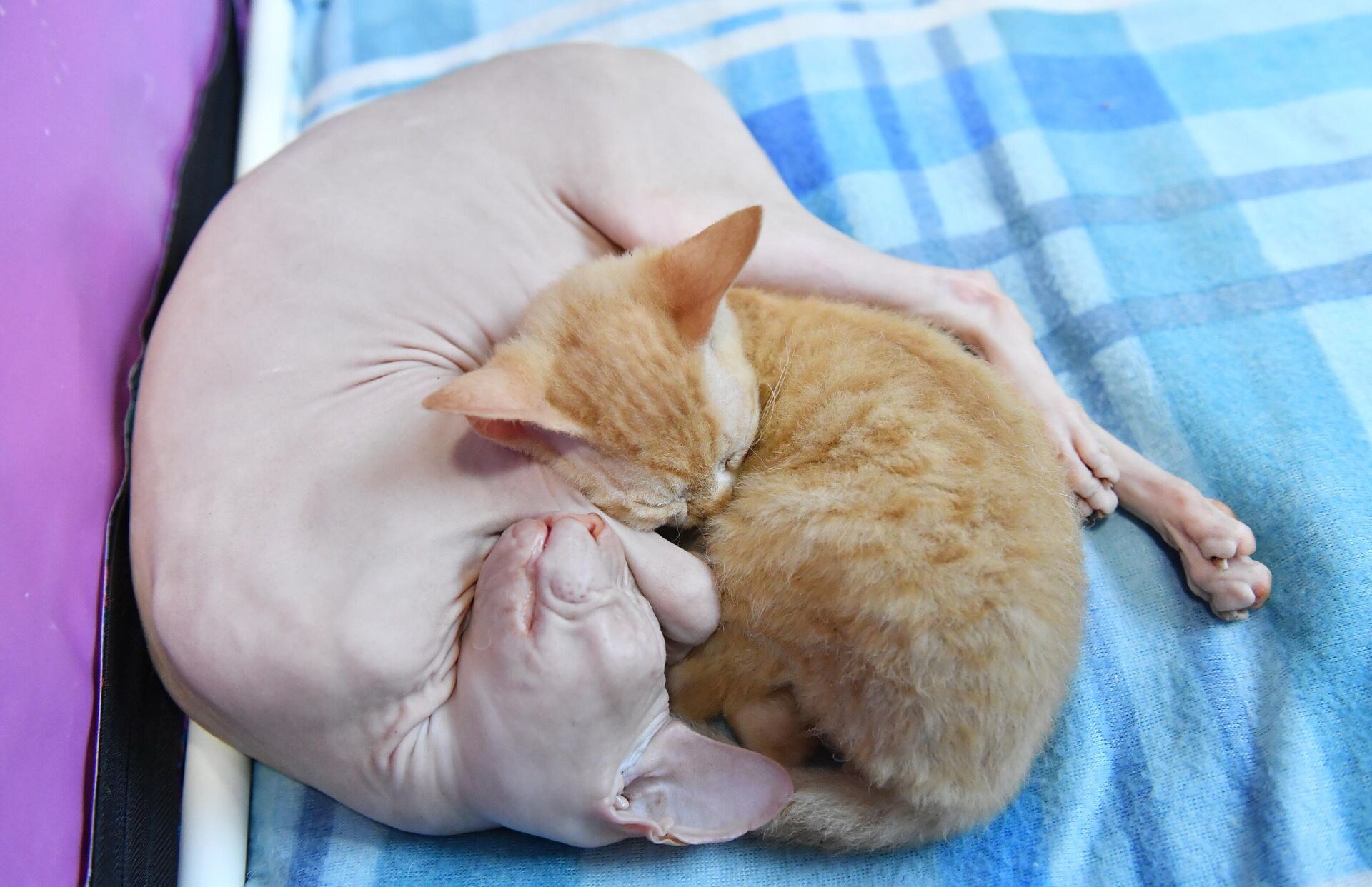 Кошки на выставке, архивное фото - Sputnik Беларусь, 1920, 13.08.2025