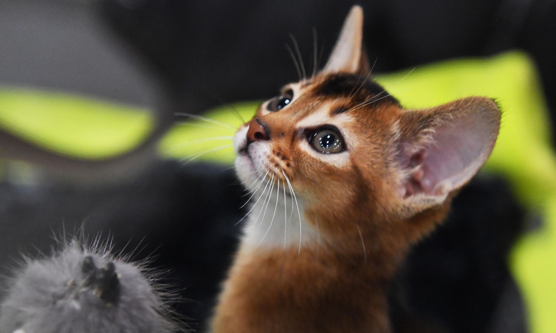 Кошка абиссинской породы - Sputnik Беларусь, 1920, 13.08.2025