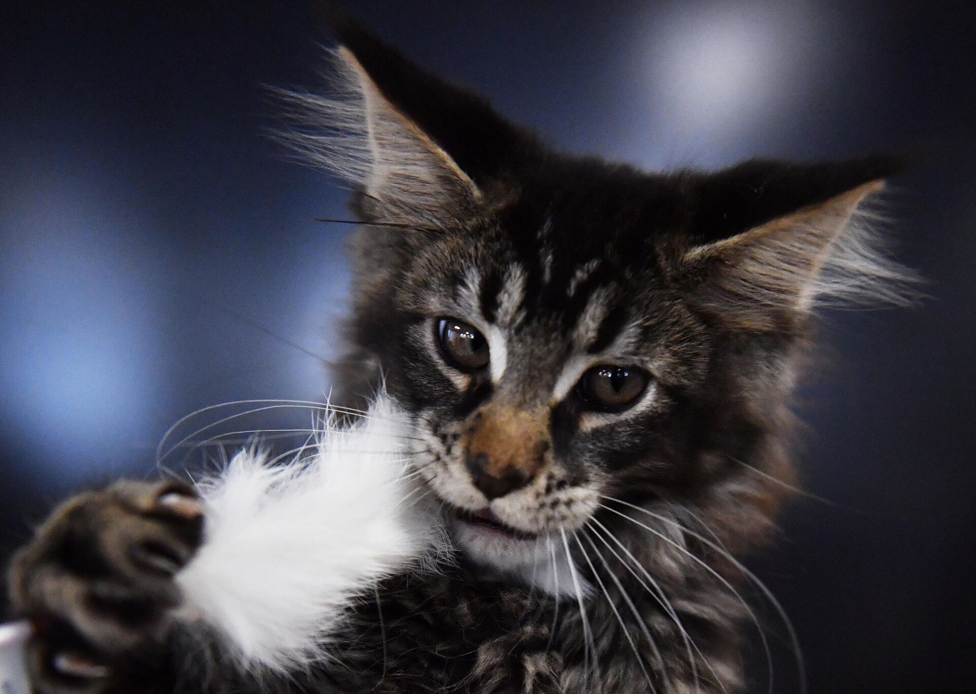 Кошка породы мейн-кун  - Sputnik Беларусь, 1920, 13.08.2025