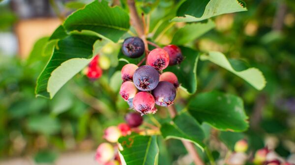 Ирга - Sputnik Беларусь