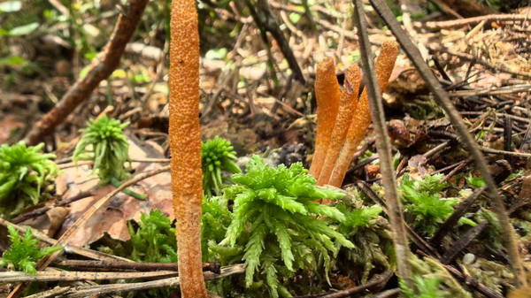 Кордицепс военный - Sputnik Беларусь