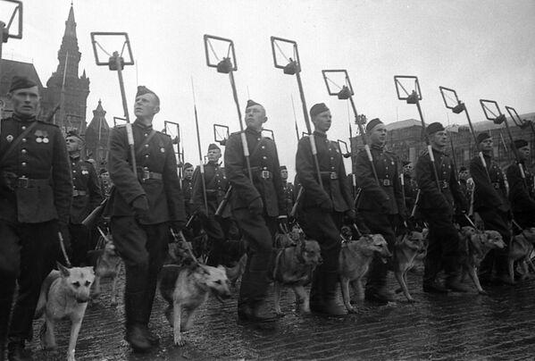Сапёры з сабакамі мінна-вышуковай службы праходзяць па Краснай плошчы падчас Парада Перамогі. - Sputnik Беларусь