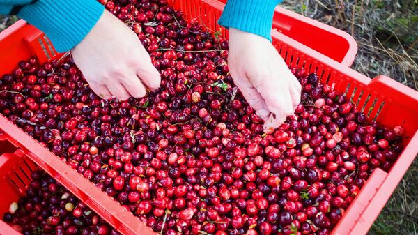 Сбор клюквы в Беларуси - Sputnik Беларусь