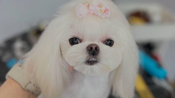 Сейчас в моде — мимишные стрижки собак, рассказывает грумер Карина Габрусь - Sputnik Беларусь