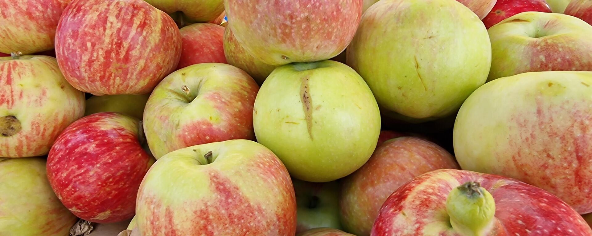 Яблоки  - Sputnik Беларусь, 1920, 01.10.2025