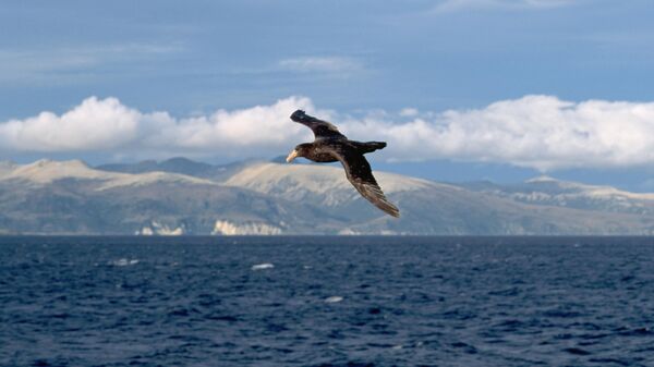 Буревестник над морем - Sputnik Беларусь