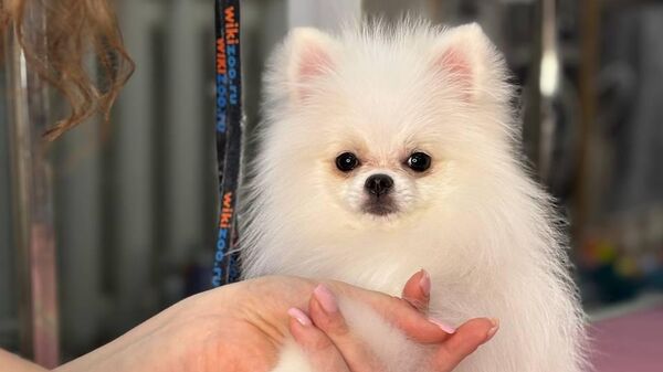 Профессия - грумер: как стригут четвероногих клиентов в салонах (видео) - Sputnik Беларусь