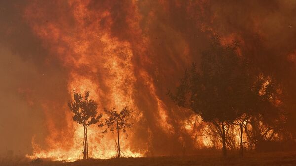 Лесной пожар - Sputnik Беларусь