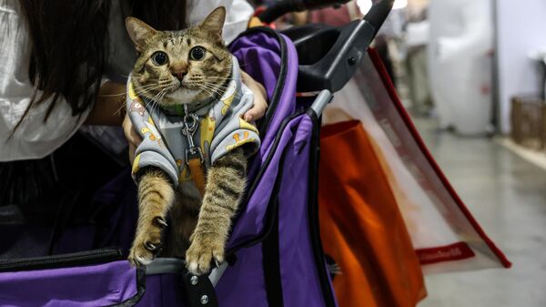 Кот, архивное фото - Sputnik Беларусь