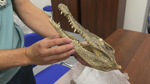 Таможне на радость: россиянин вез домой из Вьетнама голову крокодила - Sputnik Беларусь
