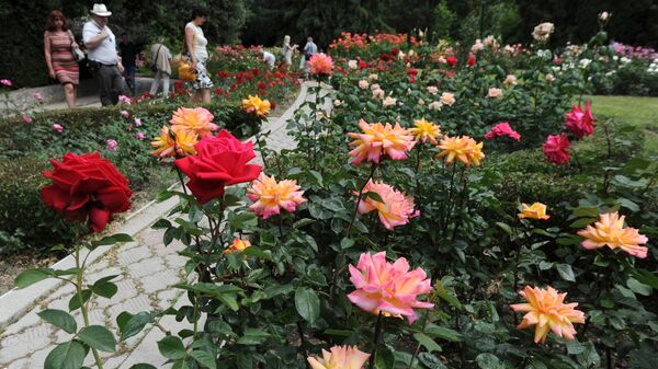 Розы на клумбе - Sputnik Беларусь