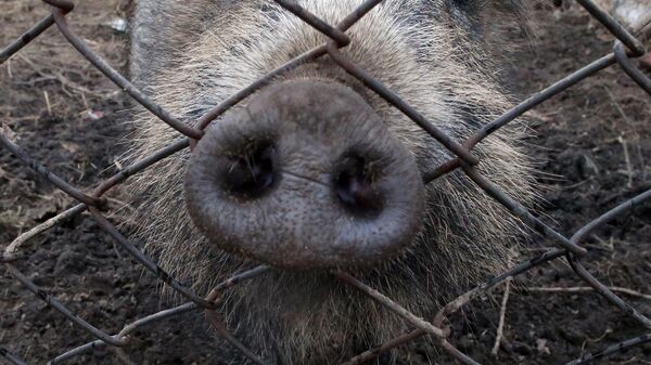 Кабан, архивное фото - Sputnik Беларусь