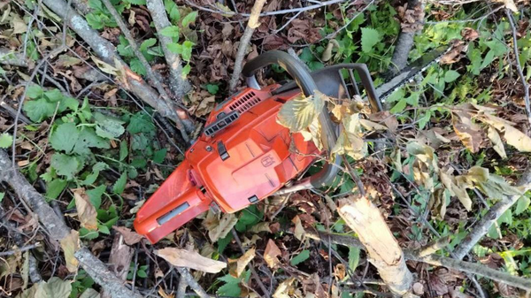 Помощник вальщика погиб в Лельчицком районе - Sputnik Беларусь