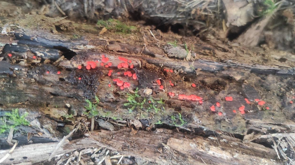 В Беловежской пуще найден новый вид миксомицета, который назвали Lycogala persicum - Sputnik Беларусь