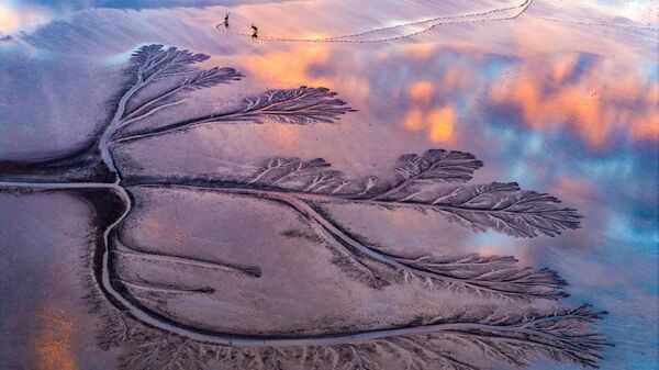 Приливные деревья на побережье Желтого моря  - Sputnik Беларусь