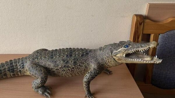 Чучело крокодила украли у пенсионерки в Минске - Sputnik Беларусь