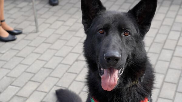 Четвероногий мастер-класс: змейка от красавца Грома для Sputnik (видео) - Sputnik Беларусь