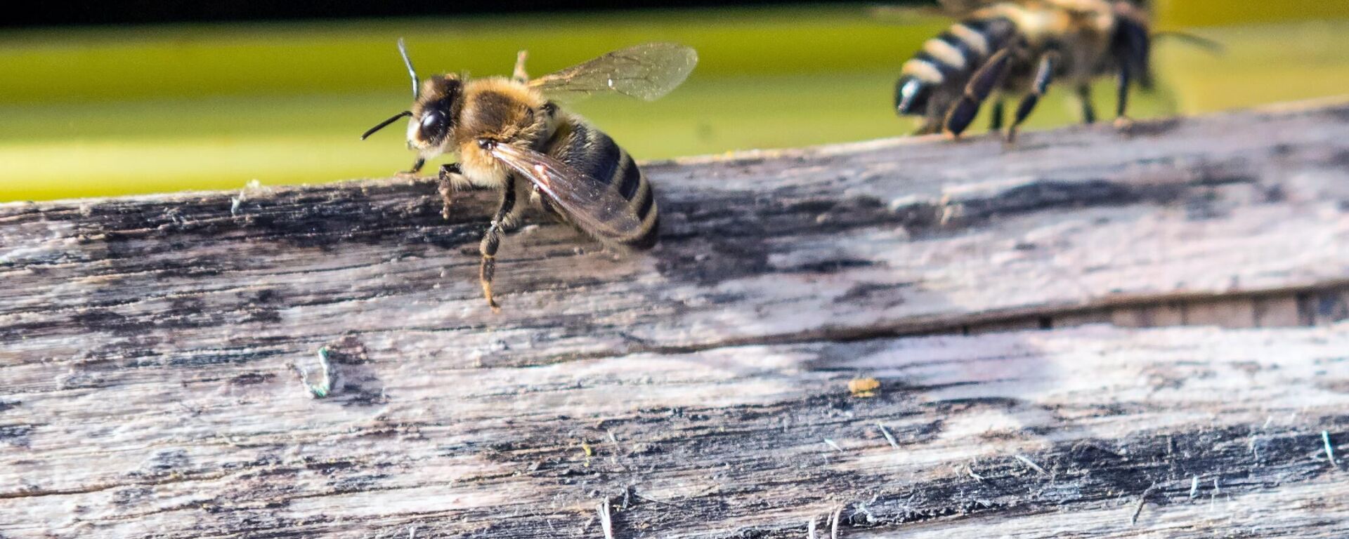 Пчелы у улья на пасеке - Sputnik Беларусь, 1920, 18.09.2025