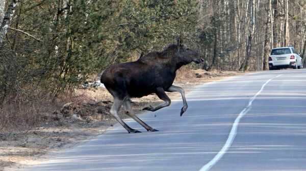 Лось на дороге - Sputnik Беларусь