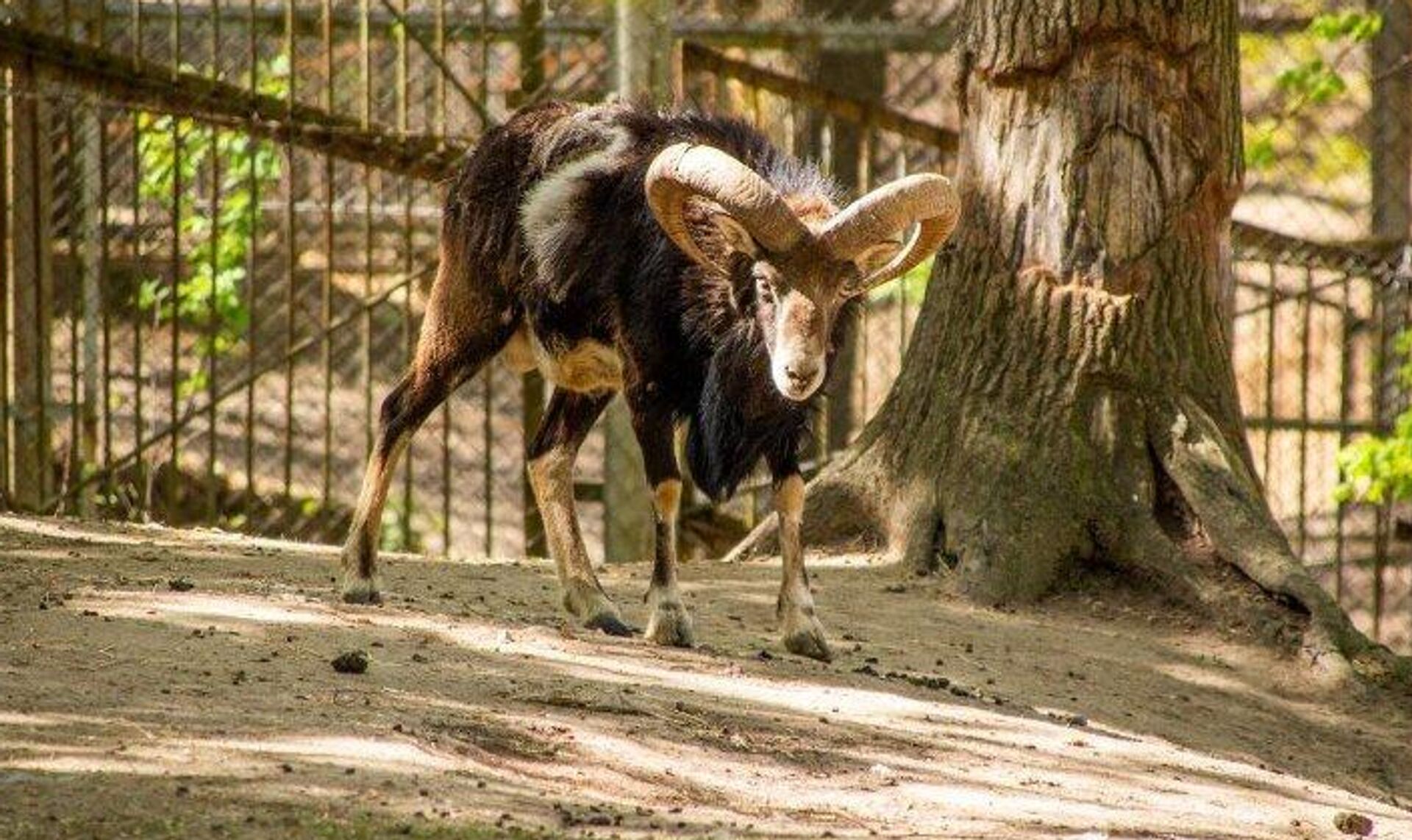 Могилевский зоосад Могилевский зоосад - Sputnik Беларусь, 1920, 19.09.2025