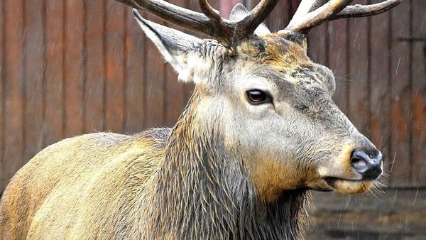 Олень в Минском зоопарке - Sputnik Беларусь