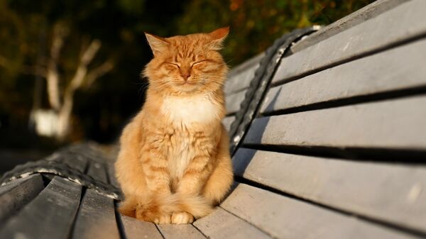 Кот греется на осеннем солнце - Sputnik Беларусь