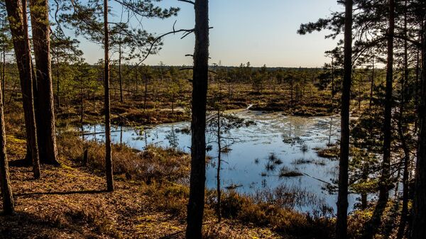 Нацпарк Кемери в Латвии - Sputnik Беларусь