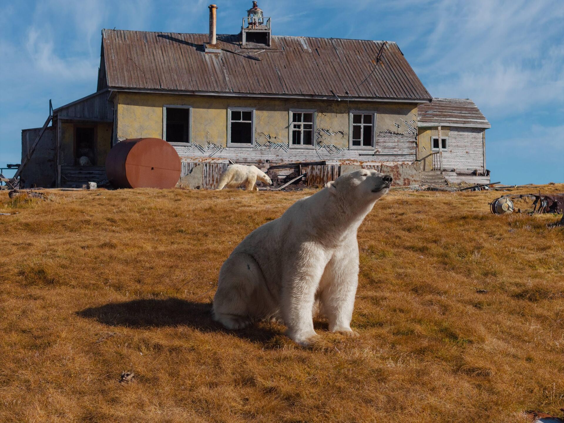 Белые медведи захватили заброшенную полярную станцию на Чукотке  - Sputnik Беларусь, 1920, 27.09.2025