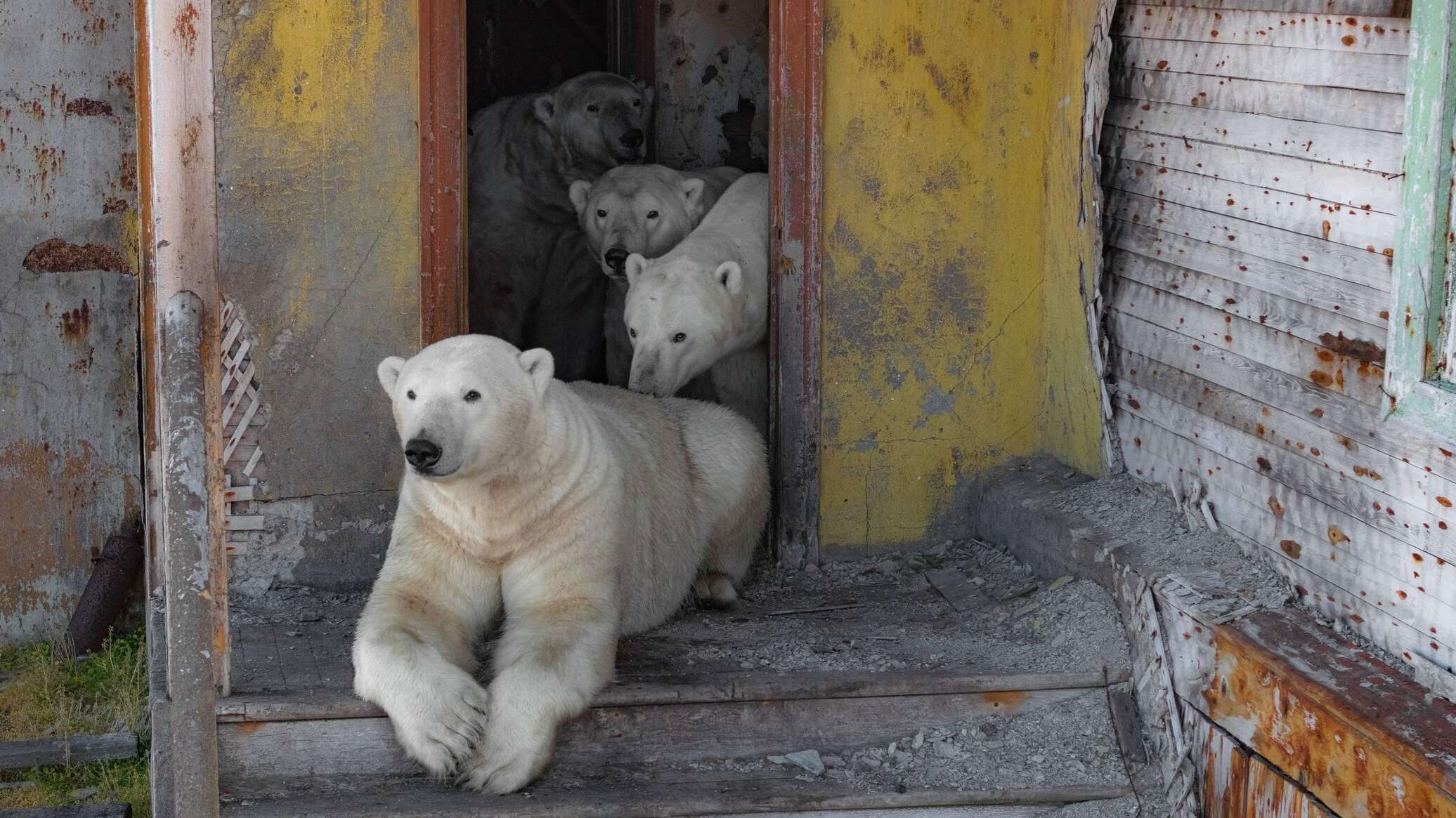 природа, чукотка, чукотское море, россия, туризм, белый медведь.