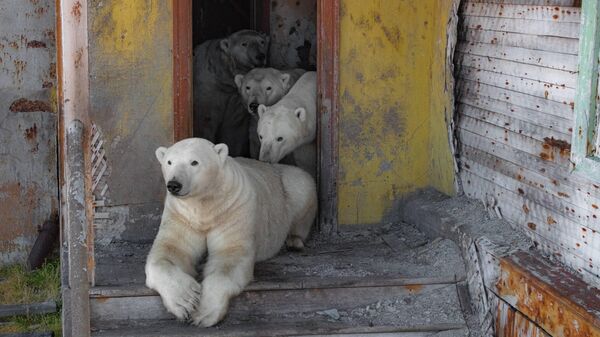 Белые медведи захватили заброшенную полярную станцию на Чукотке  - Sputnik Беларусь