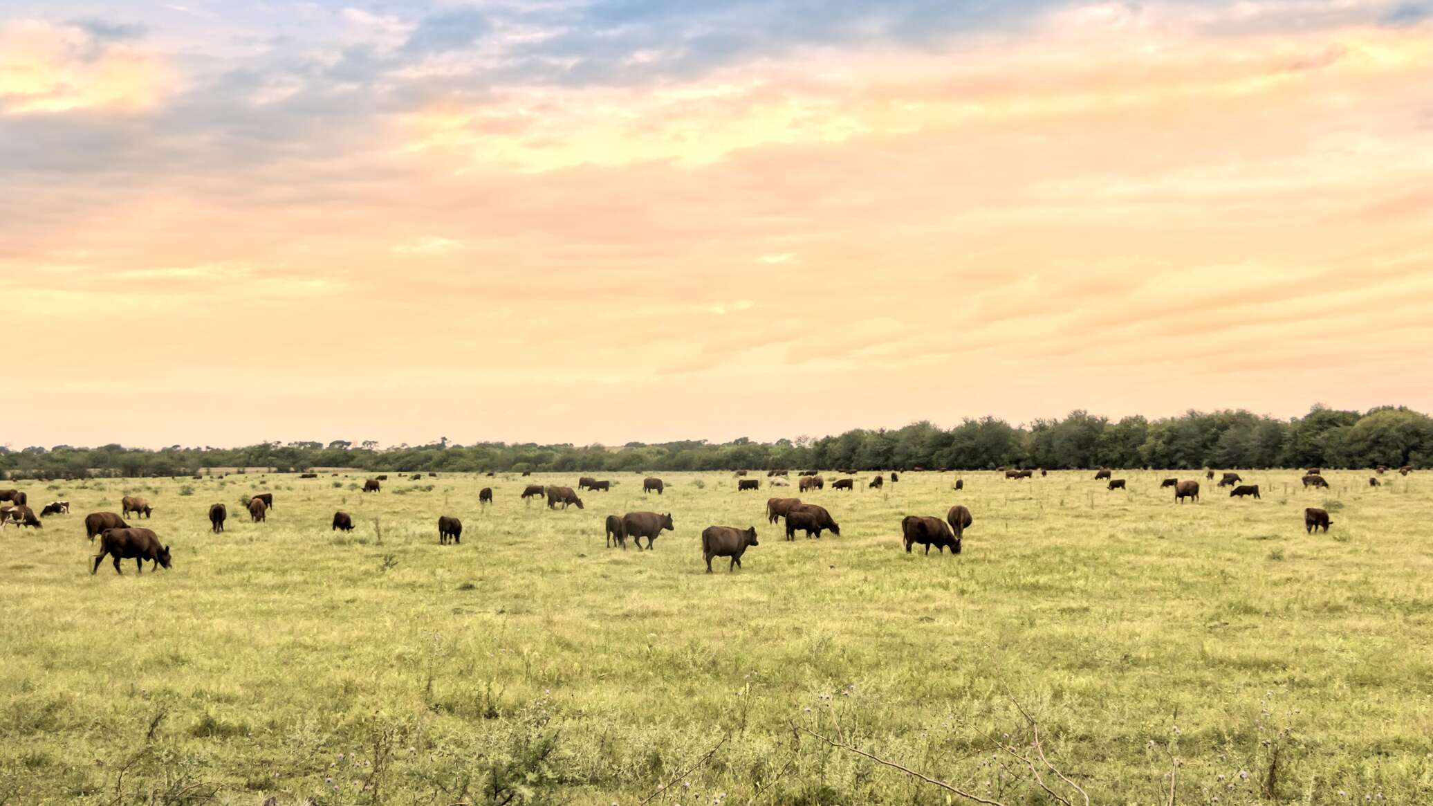 Неопознанный волосатый объект упал на ферму в Аргентине