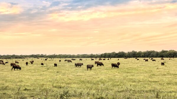 Крупный рогатый скот в Аргентине - Sputnik Беларусь