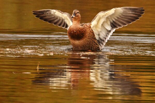   - Sputnik Беларусь