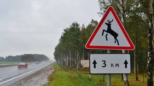 Знак Дзікія жывёлы на дарозе - Sputnik Беларусь