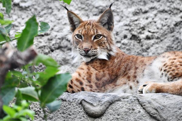 У рысей короткое туловище, длинные сильные ноги, небольшой, словно обрубленный, хвост и округлая выразительная морда с большими глазами, роскошными баками и кисточками на ушах.Окрас – от палево-дымчатого до ржаво-красного с пятнами. - Sputnik Беларусь