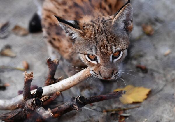 Древние греки верили, что зрение рыси позволяет ей видеть предметы насквозь. В скандинавской мифологии рысь – спутник богини любви, плодородия, войны и деторождения Фрейи. Славяне считали ее олицетворением ловкости, силы, ума, выдержки и храбрости. Особо отмечалась забота рысей о детенышах – отсюда ее возможная связь с богиней Макошью – покровительницей женщин, оберегавшей домашний очаг.  - Sputnik Беларусь
