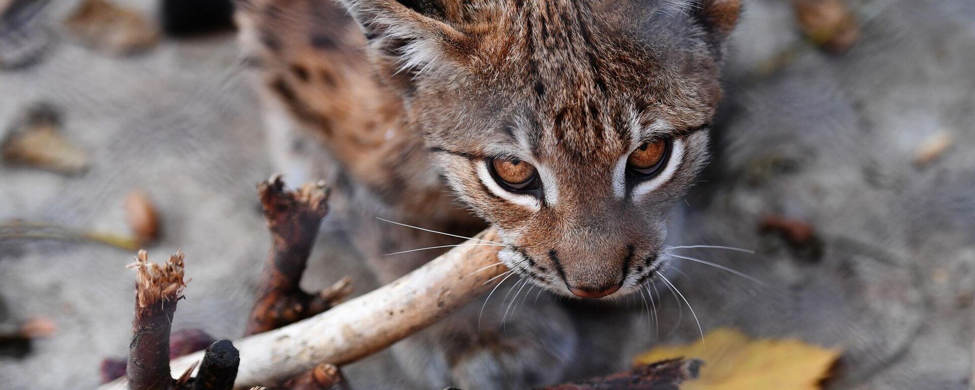 Обитатели Московского зоопарка - Sputnik Беларусь, 1920, 01.10.2025