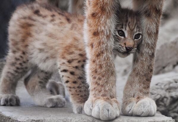 Рысята — единственные детеныши кошачьих, рождающиеся глухими. Родители обучают потомство всем премудростям охоты, маленький рысенок начинает участвовать в охоте уже с трех месяцев. К году рысь становится взрослой и самостоятельной. Однако рысь – очень заботливая мать, дети могут оставаться с ней до двух с половиной лет.  - Sputnik Беларусь