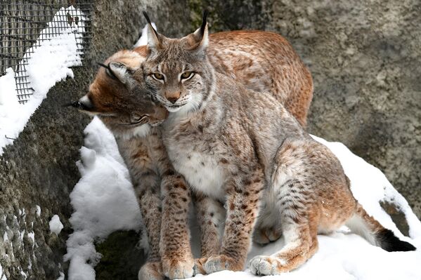 У рысей нет никакой иерархии, как например у волков, все члены семьи равноценны, никто не должен дополнительно самоутверждаться среди сородичей. Эти хищники  проявляют дружескую привязанность взаимным вылизыванием шерсти. - Sputnik Беларусь