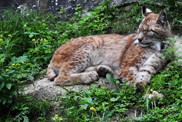При желании может сломать шею человеку, но старается держаться от него подальше и первой обычно не нападает. - Sputnik Беларусь