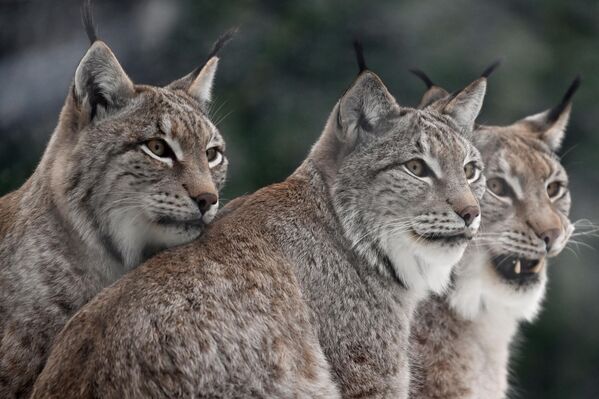 Рыси хорошо плавают, быстро бегают (могут развить скорость до 65 км/ч), великолепно лазают по деревьям, обладают великолепным зрением и чутким слухом. Это очень выносливые животные, которые за стуки могут преодолевать расстояние до 30 километров.А вот землю копать они не умеют, поэтому для жилья выбирают пещеры, скальные расщелины, углубления под корнями деревьев или дупла в них. Охотничий участок рыси в среднем от 30 до 100 квадратных километров, как правило, в пределах этой территории она и обитает.  - Sputnik Беларусь