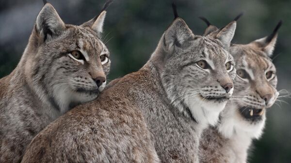 Европейские рыси - Sputnik Беларусь