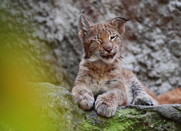 В еде рысь неприхотлива, предпочитает зайцев и мелких грызунов. Однако в зимний сезон может охотиться и на более крупных животных – косуль, кабанов и даже северных оленей.  - Sputnik Беларусь