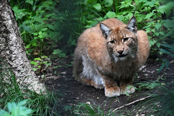 По размерам рысь сопоставима с крупной собакой. Самцы весят от 16 до 30 кг, а самки – от 16 до 26 кг.В дикой природе рысь живет 15-17 лет, в неволе – до 25. - Sputnik Беларусь