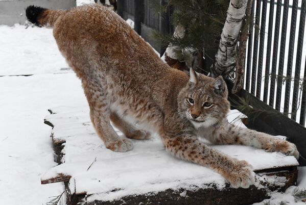 Рыси лучше всех представителей семейства кошачьих приспособлены к жизни в густых заснеженных лесах: зимний мех у них мягкий и густой, лапы крупные, с хорошей опушкой, что позволяет животному легко и быстро перемещаться по глубокому и рыхлому снегу, насту, оставляя лишь неглубокие отпечатки.  - Sputnik Беларусь