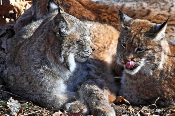 Главный естественный враг рыси – волк. Но больше всего пострадала она от человека: ради эффектной шкуры это животное преследовали веками, а в некоторых странах еще и мясо этого животного считалось деликатесом. В результате во многих странах Европы к началу прошлого века рысей почти не осталось. Впрочем, говорят, что дело не в охоте, а в сокращении естественных мест обитаниях и крупных лесных массивов.  - Sputnik Беларусь