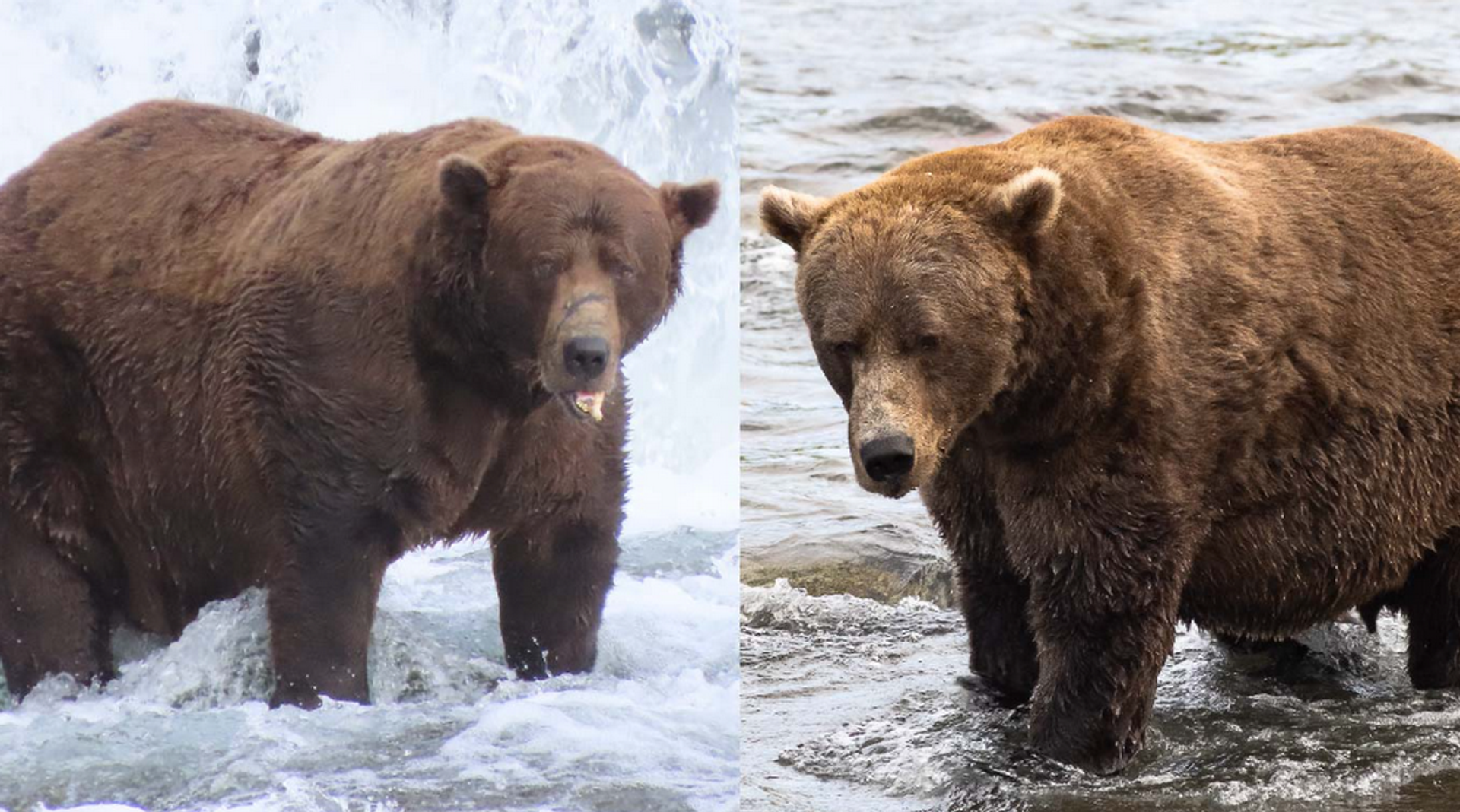 Самый толстый медведь на Аляске - Sputnik Беларусь, 1920, 01.10.2025