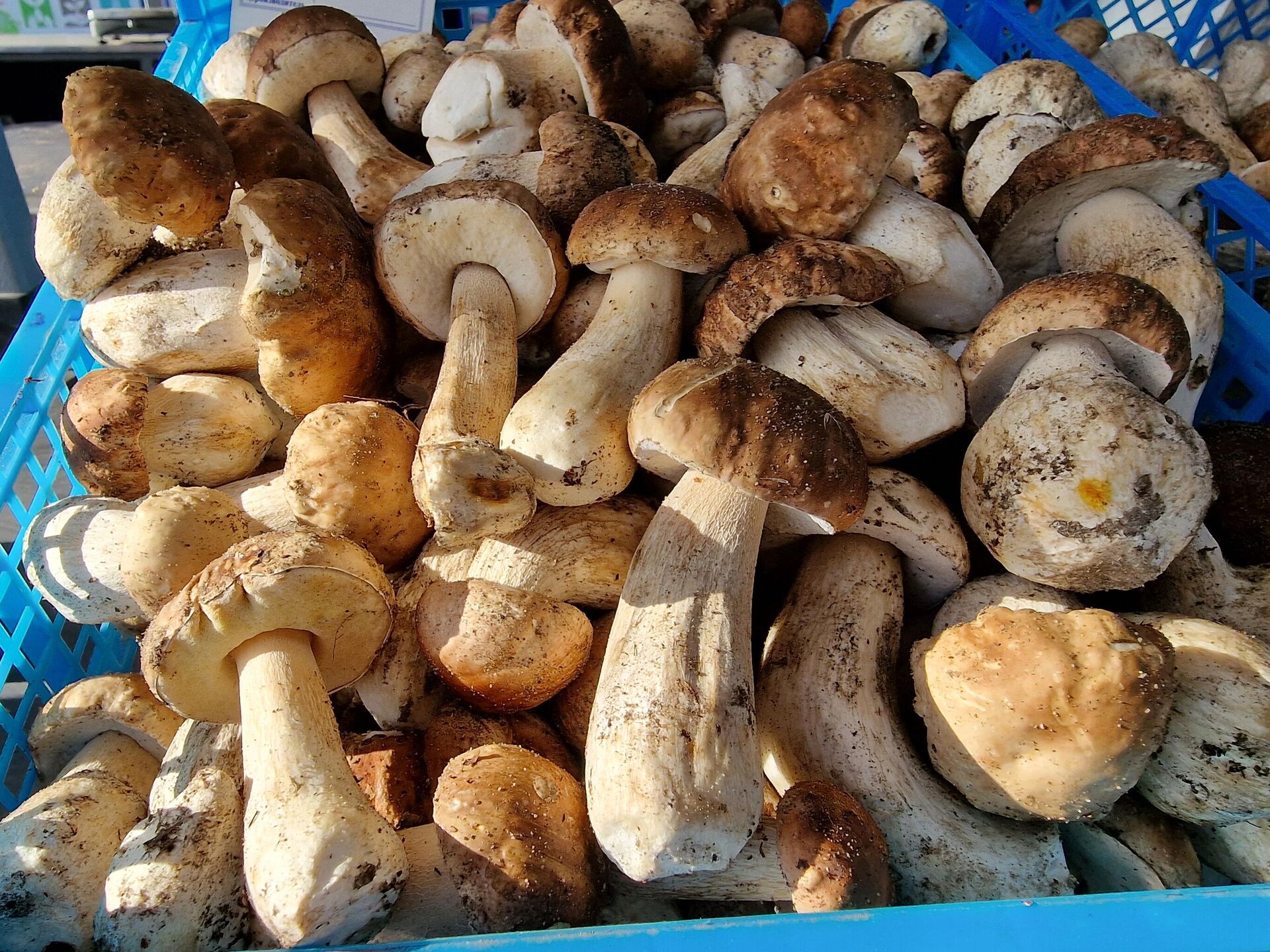 Грибы на Комаровке - Sputnik Беларусь, 1920, 02.10.2025