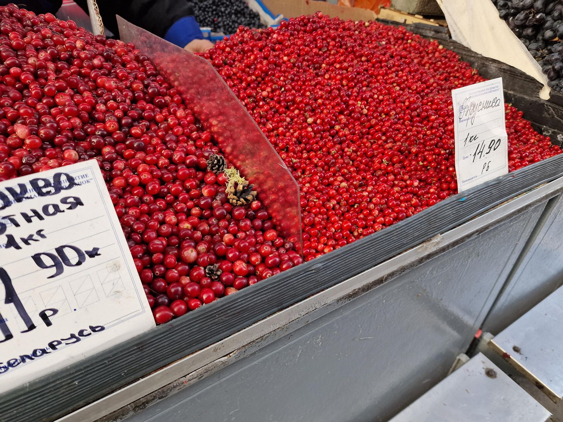 Ягоды на Комаровке - Sputnik Беларусь, 1920, 02.10.2025